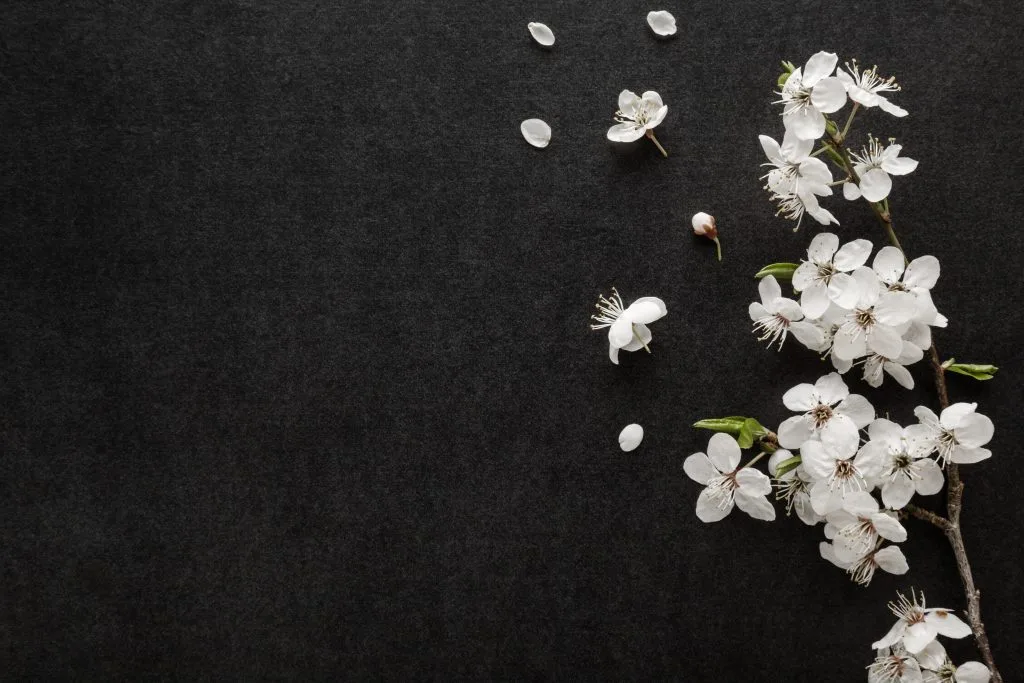 fresh cherry blossom flowers infront of a dark background for a wake venue in bristol